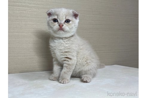 成約済の茨城県のスコティッシュフォールド(折れ耳)-84789の3枚目
